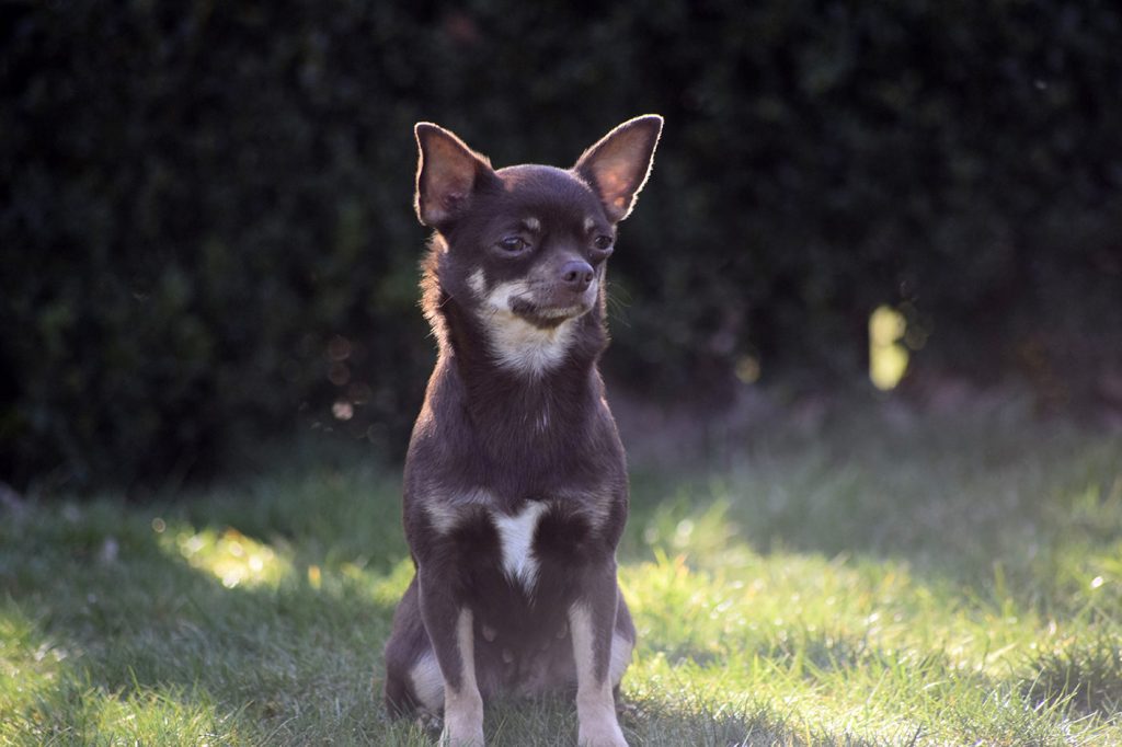 Chihuahua Hündin Doreen aus der Elbtalaue