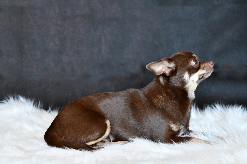 Chihuahua Hündin Doreen aus der Elbtalaue