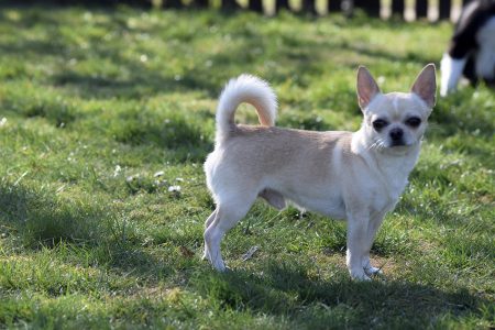 Chihuahua male dog Icebreaker from the Empire of Dreams