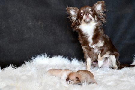 Chihuahua Hündin Kimba von den Graceland Chihuahuas