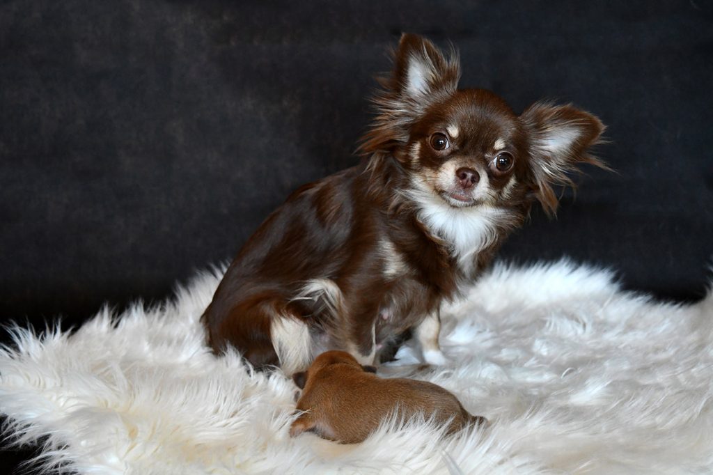 Kimba von den Graceland Chihuahuas