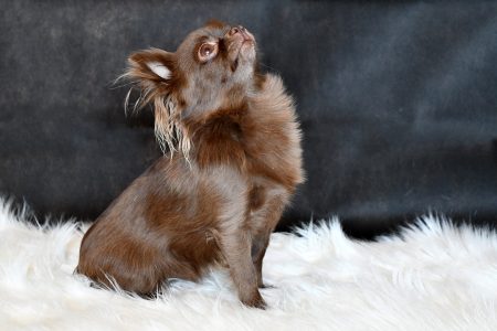 Chihuahua Female Dog Klara Marie aus der Elbtalaue