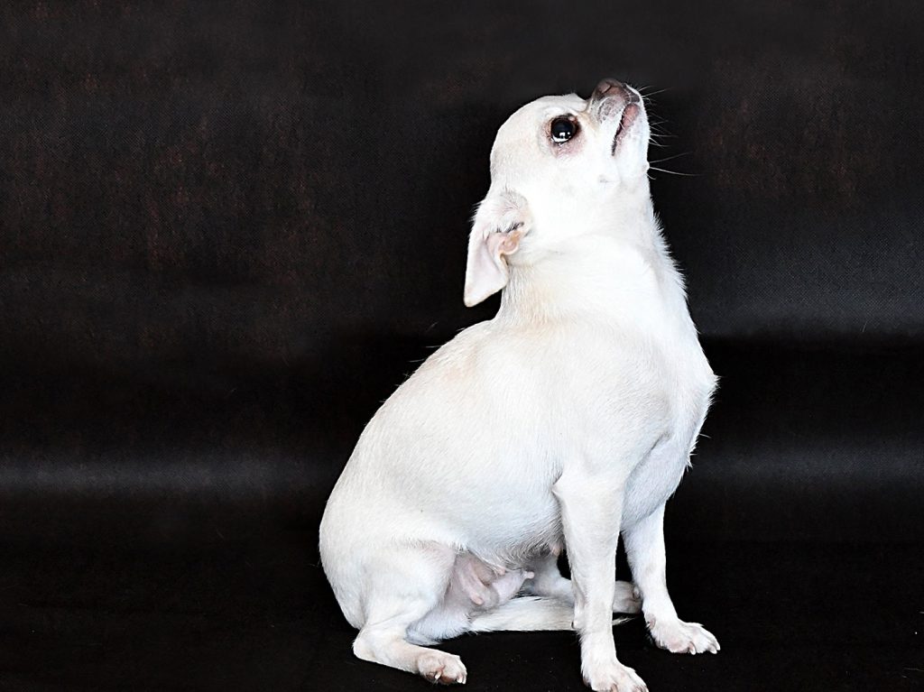 Chihuahua Hündin Loriana LouLou Svit Barbi