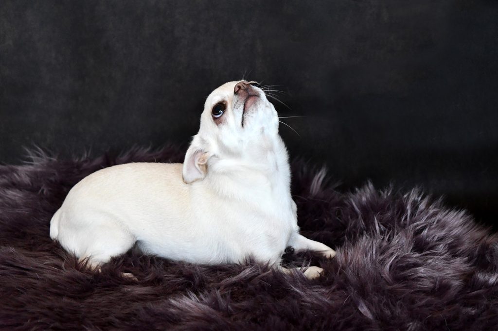 Chihuahua Hündin Loriana LouLou Svit Barbi