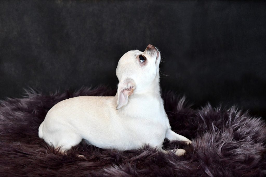 Chihuahua Hündin Loriana LouLou Svit Barbi