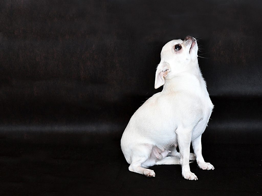 Chihuahua Hündin Loriana LouLou Svit Barbi