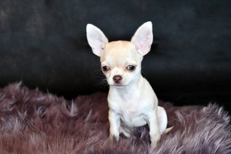 Chihuahua Female Dog Princesa Pipoca aus der Elbtalaue