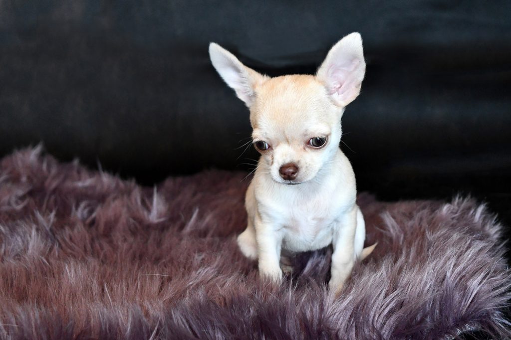 Chihuahua Hündin Princesa Pipoca aus der Elbtalaue
