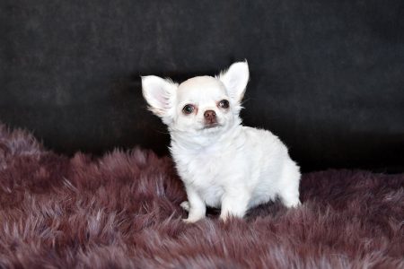 Chihuahua Female Dog Rosa Leyni aus der Elbtalaue