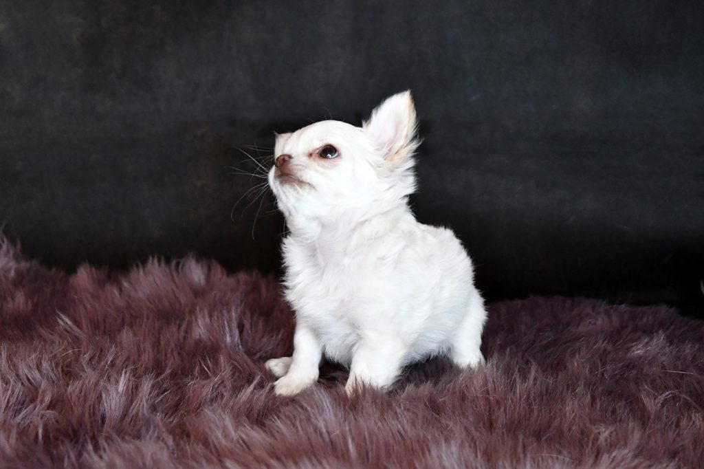 Chihuahua Hündin Rosa Leyni aus der Elbtalaue