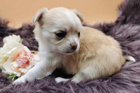 Chihuahua Puppie Saphira Jill aus der Elbtalaue