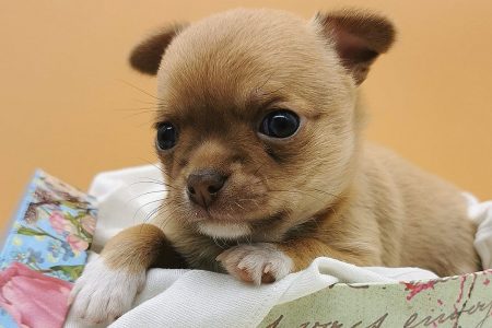 Chihuahua Puppie Siegfried Balu aus der Elbtalaue