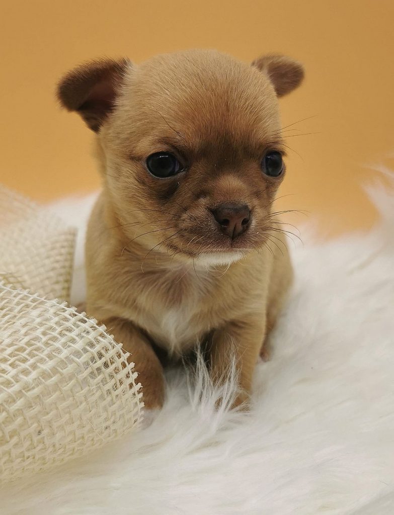 Chihuahua Welpe Siegfried Balu aus der Elbtalaue