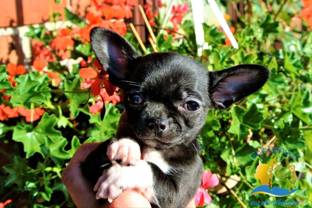 niedlicher Chihuahua Hund