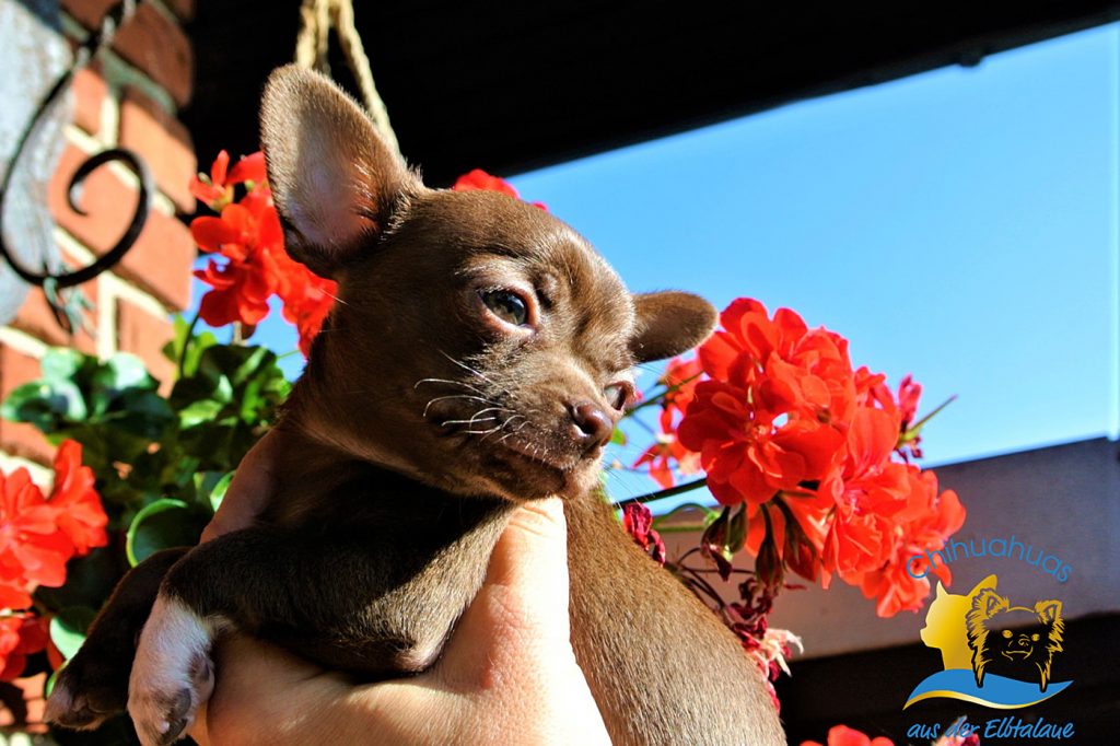 Chihuahua Hund braun Kurzhaar