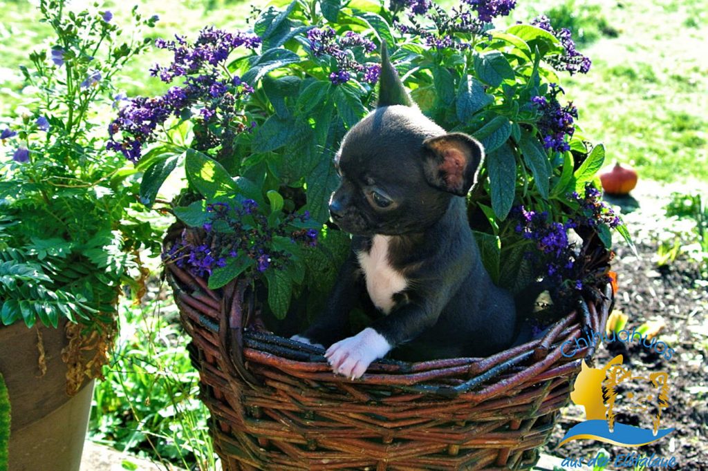Chihuahua Hund in Blumentopf