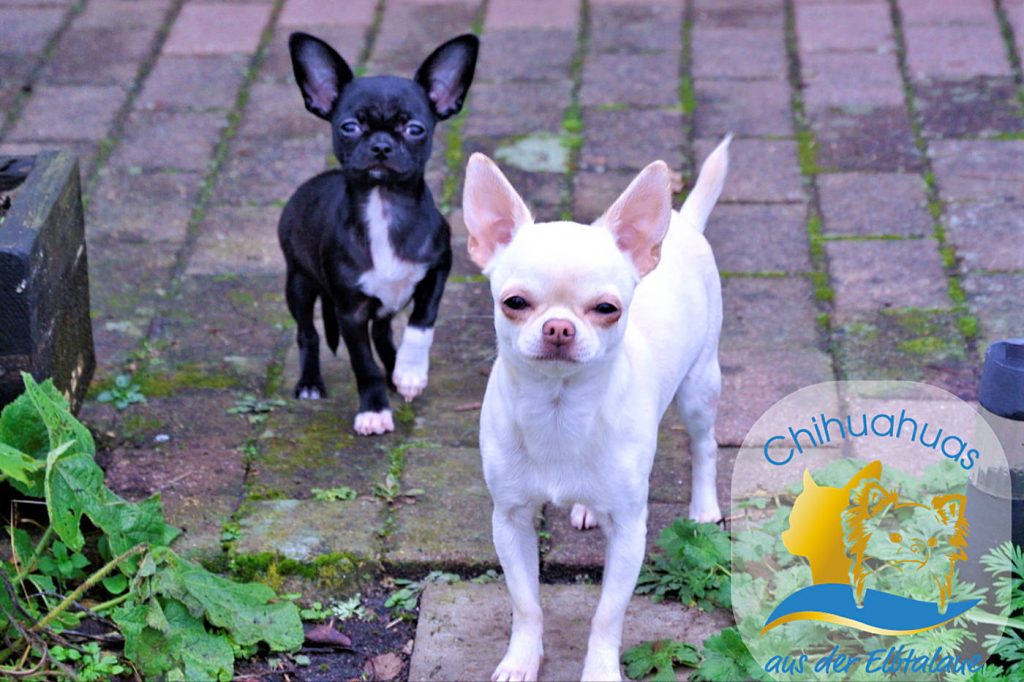 Chihuahua Hunde