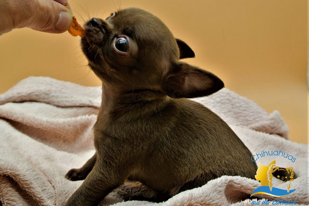 Chihuahua niedlicher Hund