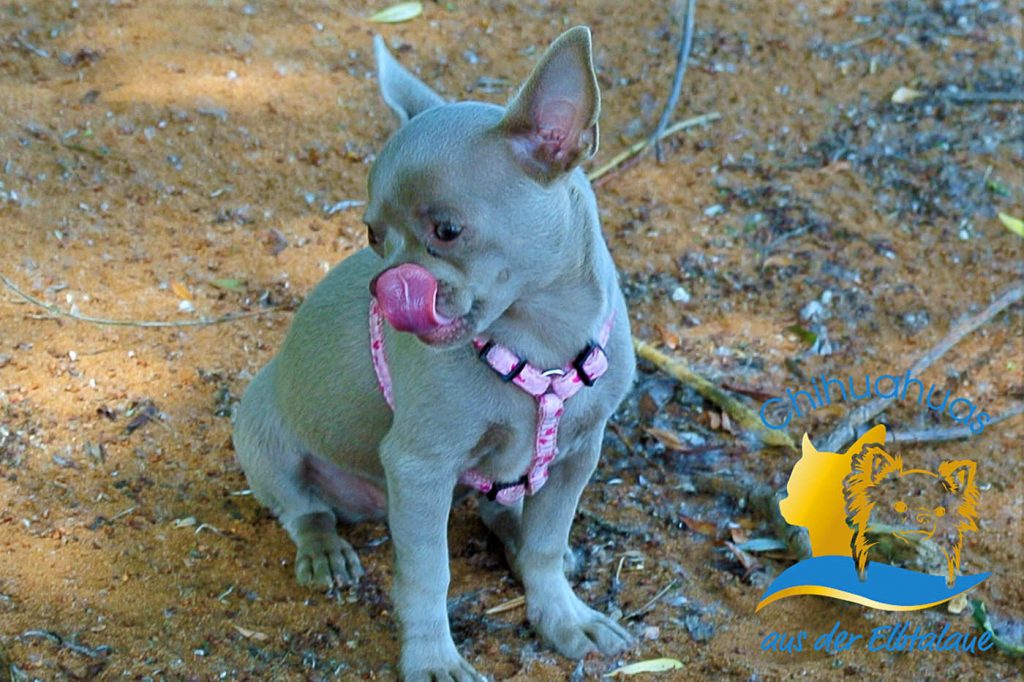 Chihuahua Hündin für die Zucht
