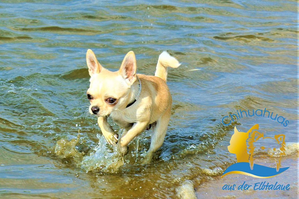 Chihuahua Hund weiss badet in der Elbe