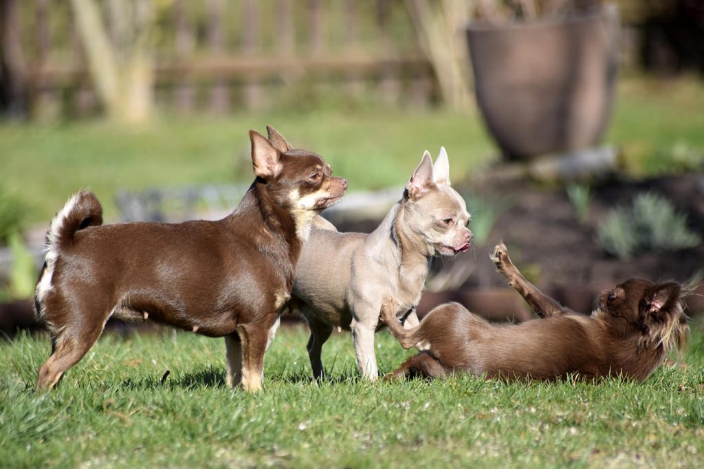 Chihuahua Hunde spielen