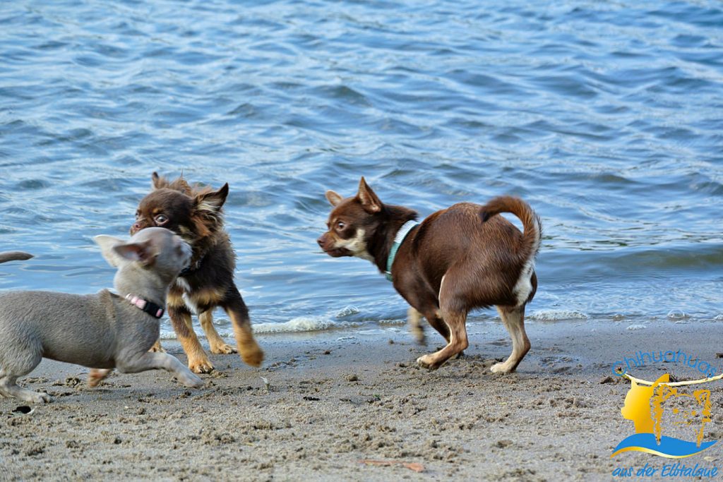 Chihuahua Hunde am Elbstrand