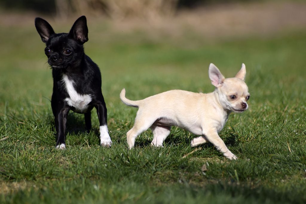 Chihuahua Hunde Zucht