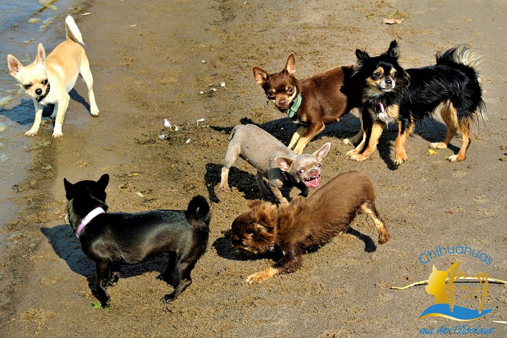 Chihuahua Hunde am Strand