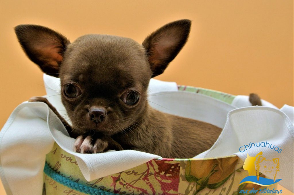 Chihuahua Hund braun Kurzhaar