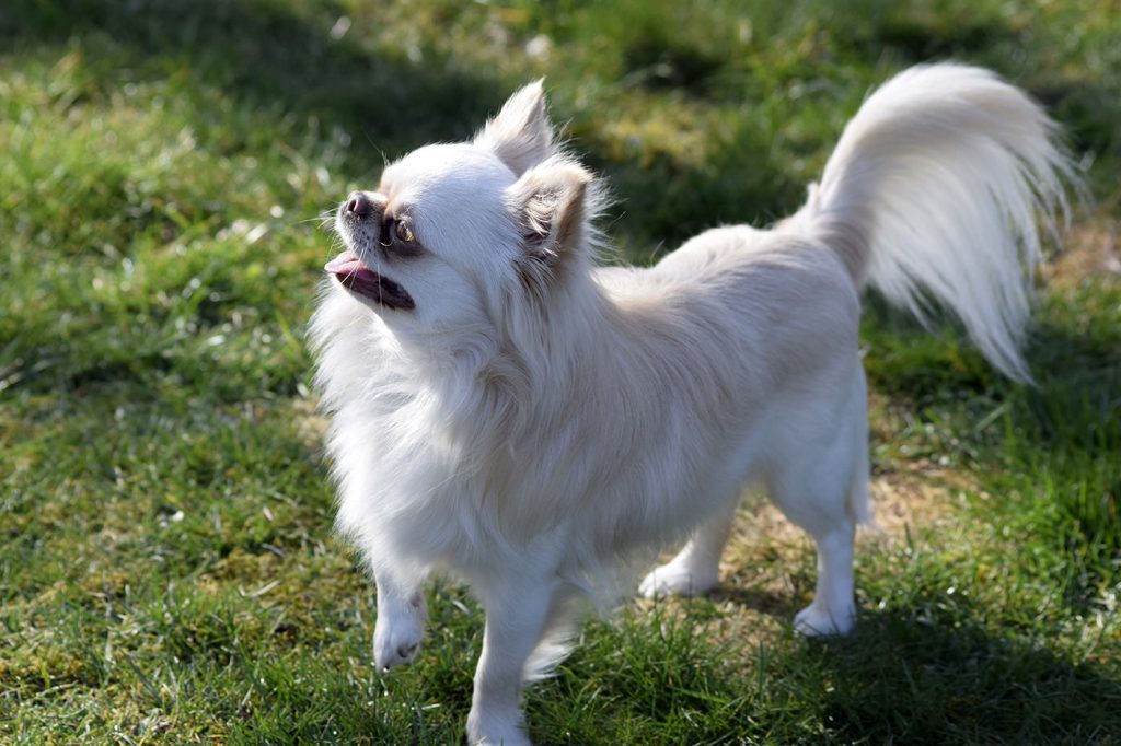 Chihuahua Hundezucht Langhaar