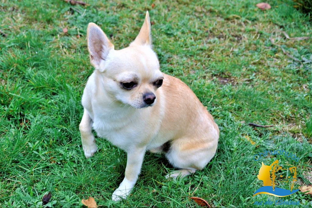 Chihuahua Hündin weiss