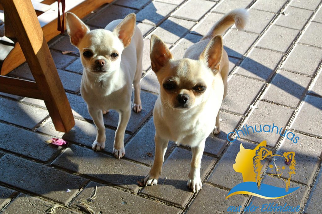 Chihuahuas weiss Kurzhaar
