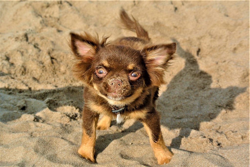 Chihuahua braun Kurzhaar am Strand