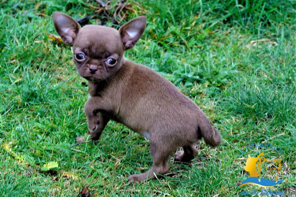 Chihuahua braun Kurzhaar