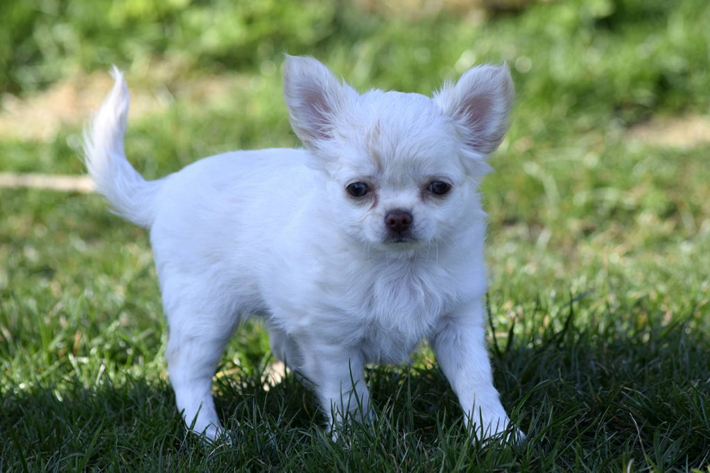 Chihuahua Welpen aus der Elbtalaue
