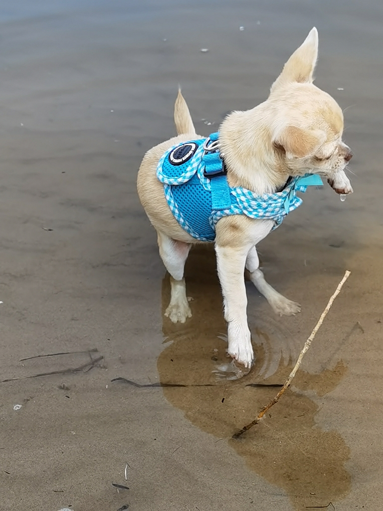 Chihuahua puppy is playing at the beach