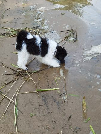 Unser süßer Harlekin Pudel liebt es am Strand zu spielen