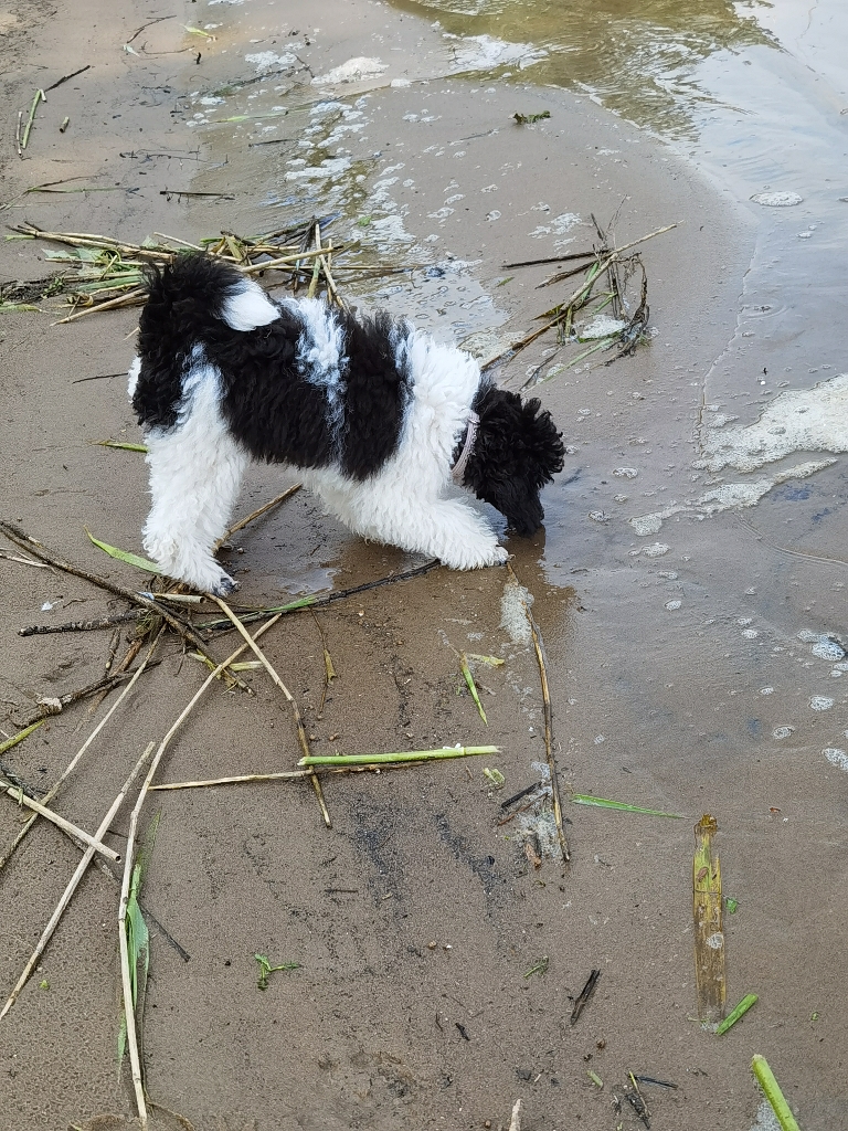 Our sweet harlekin poodle loves playing at the beach