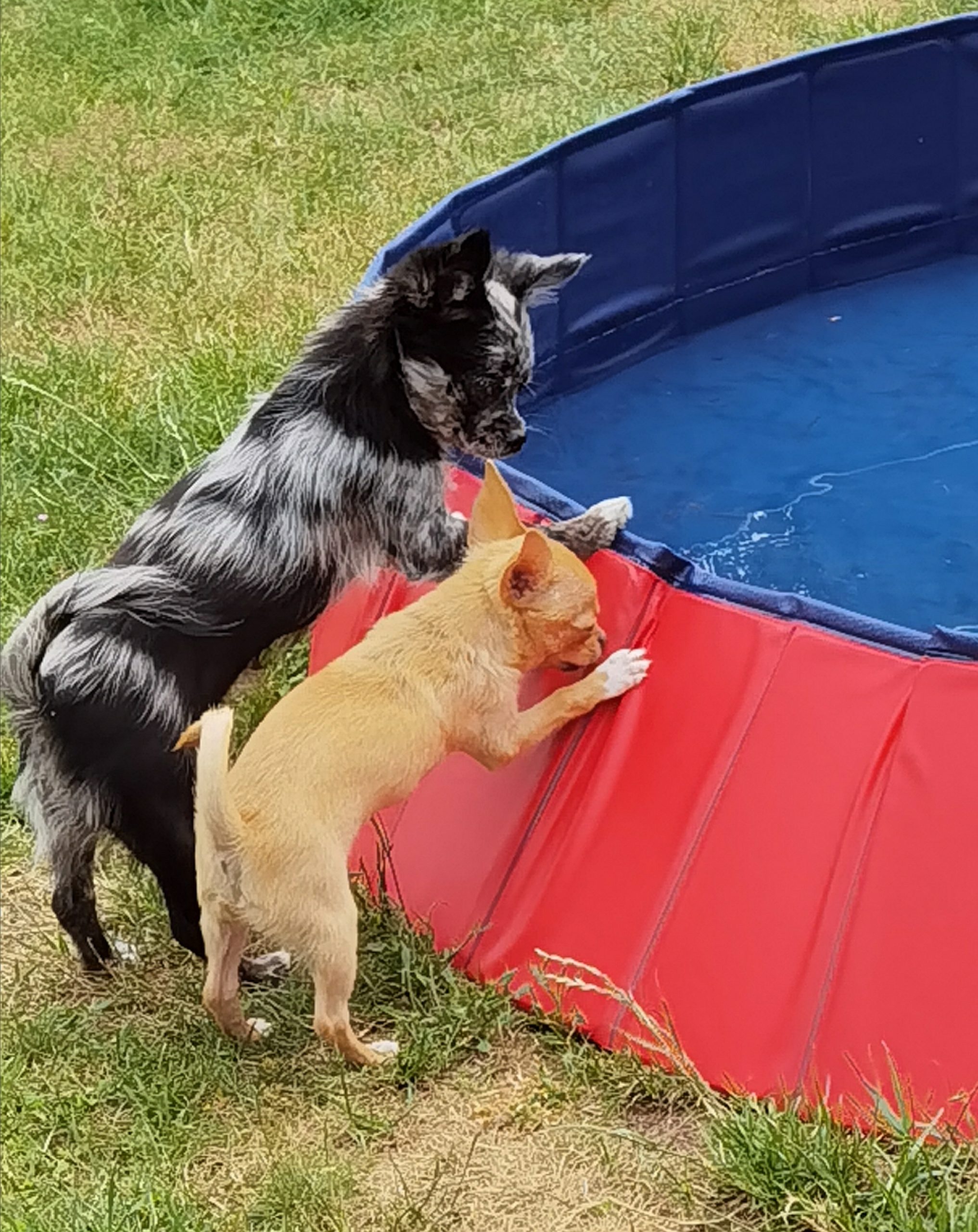 Chihuahua Welpen spielen am Pool