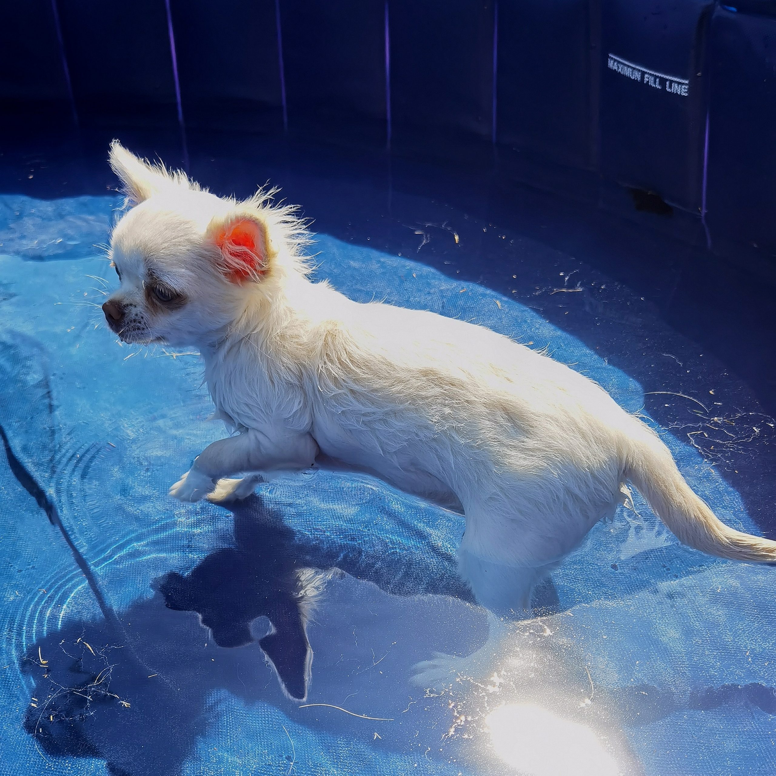 Chihuahua Welpen genießt die Sonne am Pool
