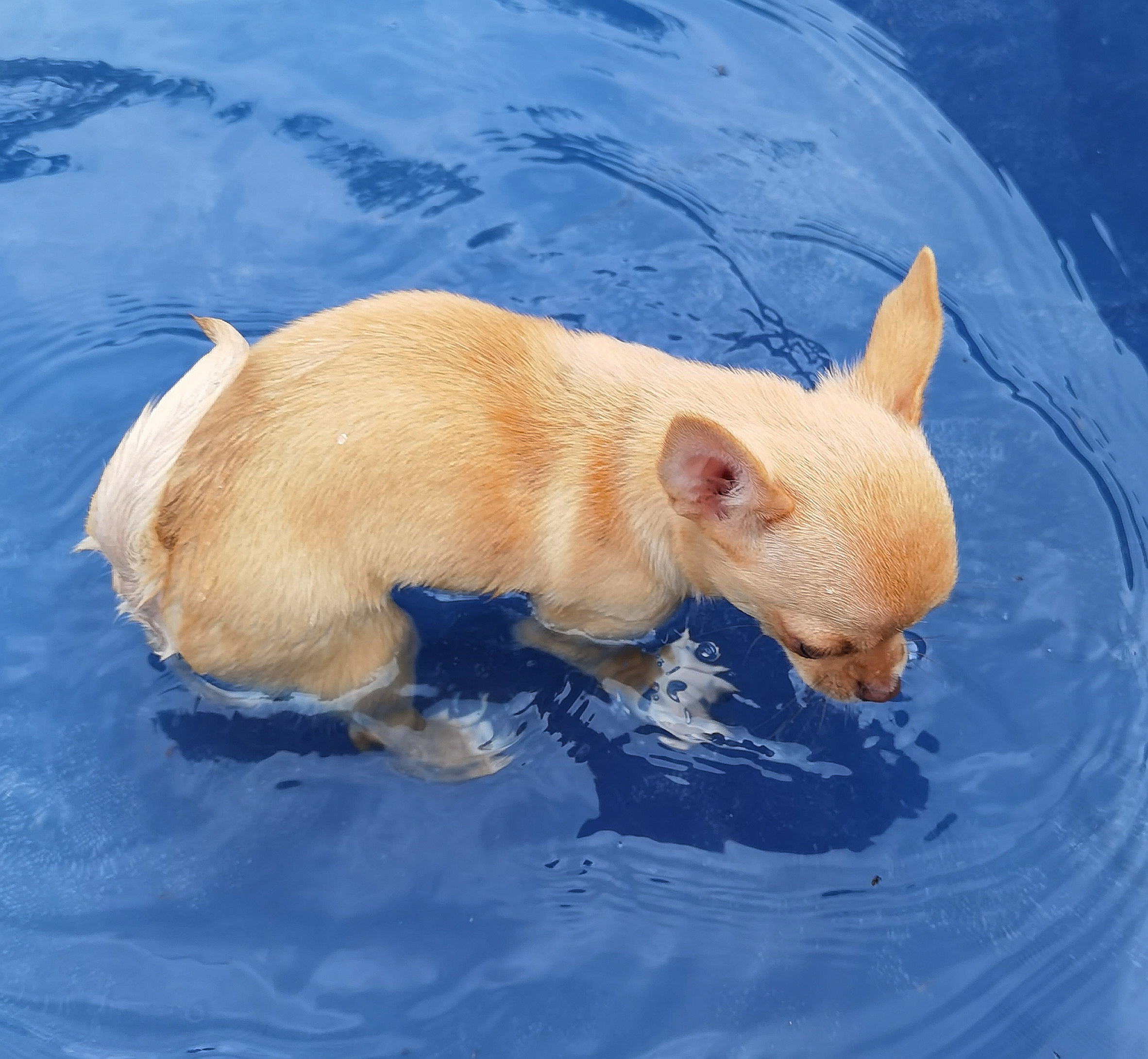 Chihuahua Welpen plantscht im Pool