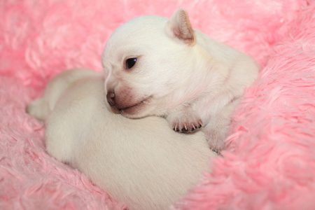 Chihuahua Litter B 31. August 2022