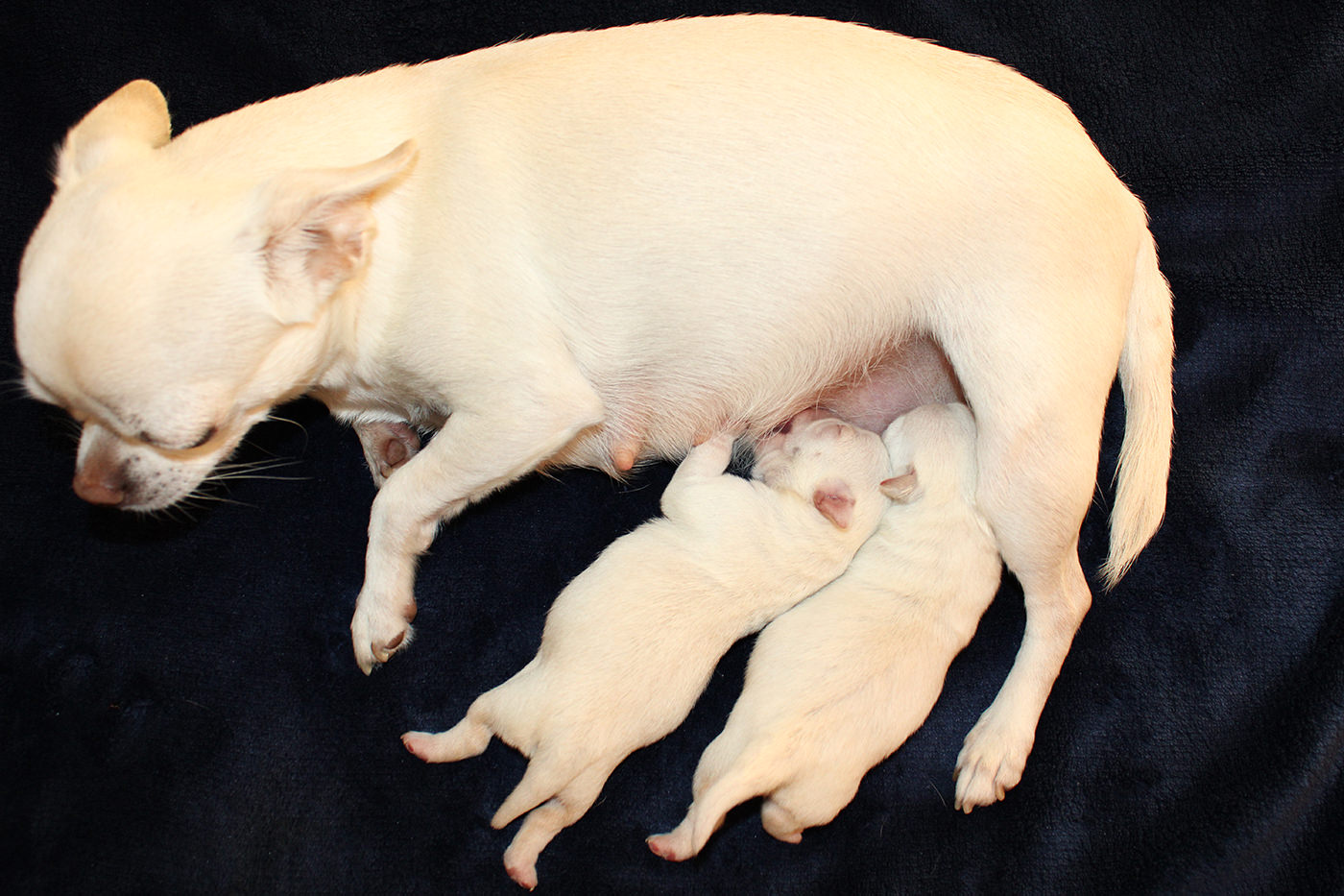 Chihuahua Wurf B vom 31. August 2022